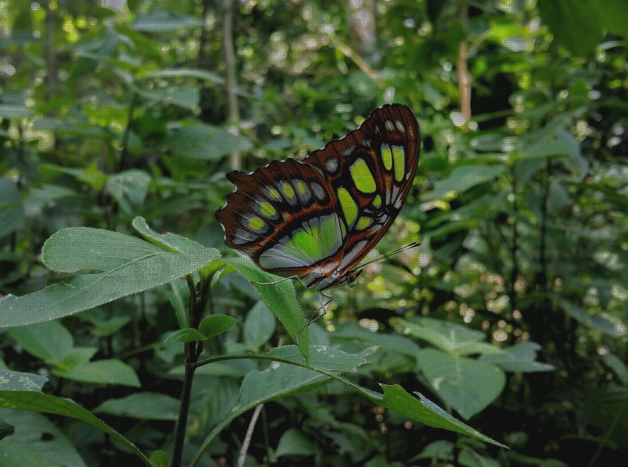 ¿Dónde poder comprar plancha braun braun planchado?