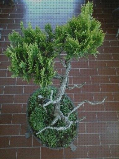 Mejores 27 pinos planchados del mundo