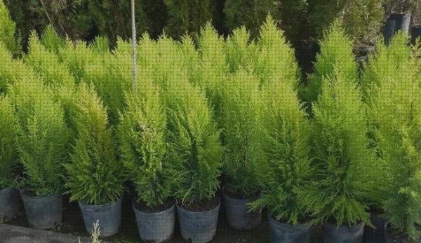¿Dónde poder comprar Más sobre tren planchado Más sobre electrodomesticos plancha de ropa secador de pelo baratos Más sobre plancha de pelo ceramica 35w ceramica pino planchado?