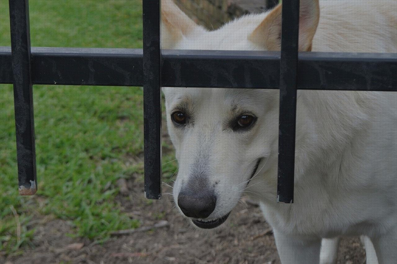 Las mejores planchas pelo apagado automatico planchas cabello alisador plancha de pelo apagado automatico