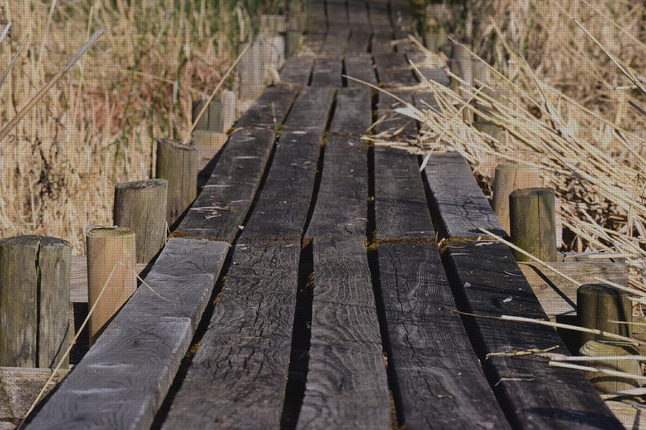 Análisis de las 32 mejores planchas secas