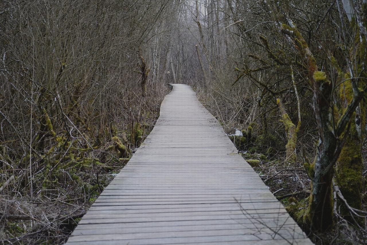 ¿Dónde poder comprar tristar plancha plancha tristar 2600w?